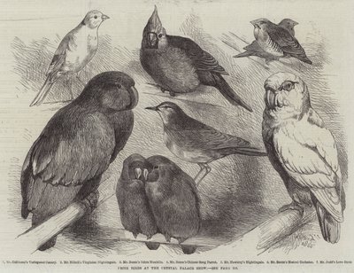 Oiseaux primés au Crystal Palace Show - Harrison William Weir